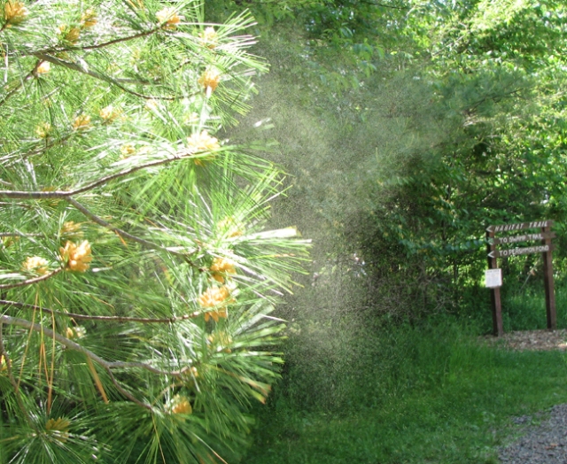 Pollen_from_pine_tree